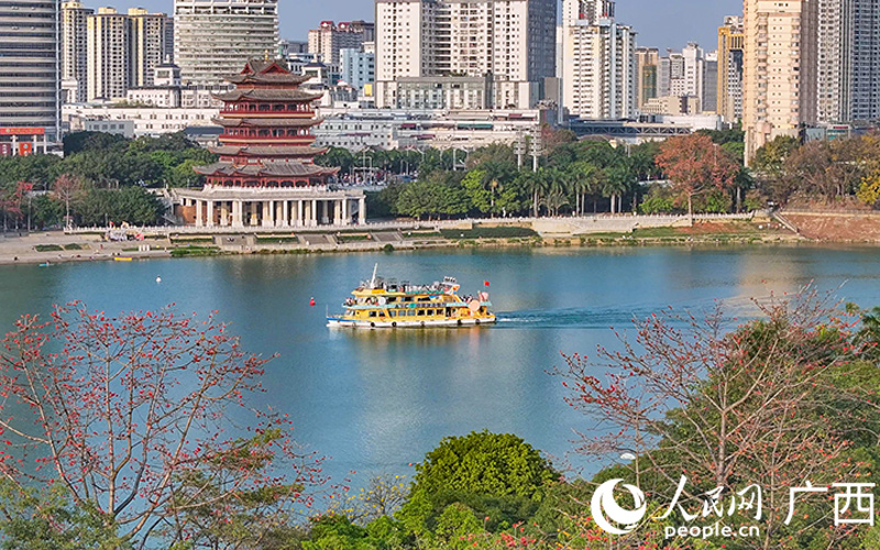 广西南宁：邕江河畔木棉红