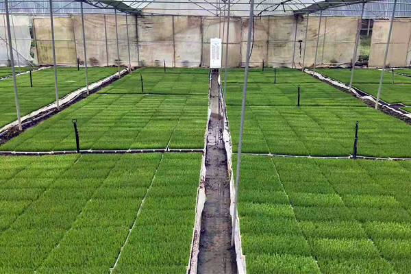 容小美育秧中心育秧生产线高效运转中。封明棋摄