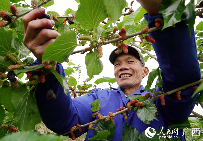 采摘桑葚。人民网记者 王勇摄