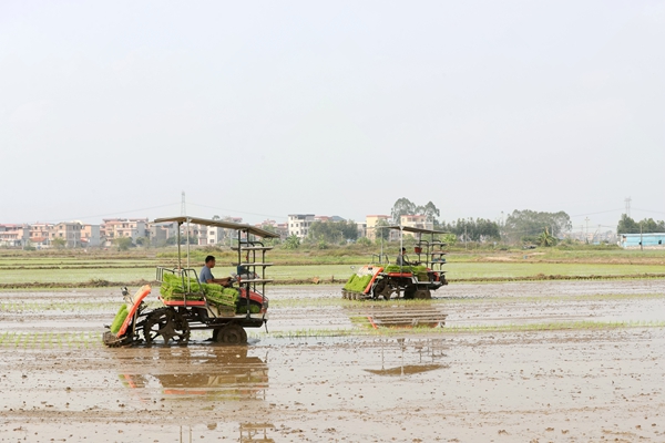 工人利用智能化插秧機進行插秧。岑記華攝