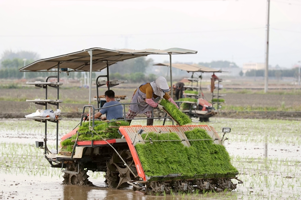 工人利用智能化插秧機進行插秧。陸遠培攝