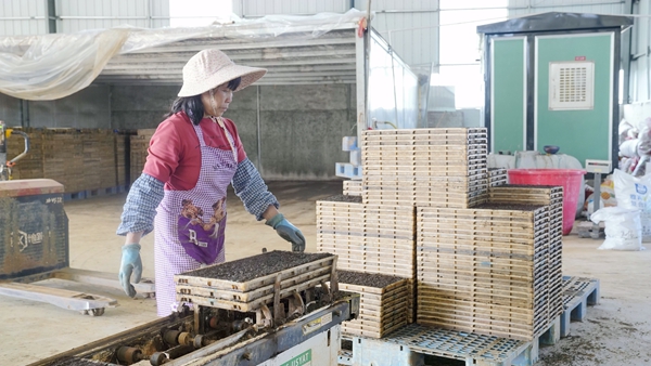 全自動智能化育秧流水線育秧中。岑記華攝