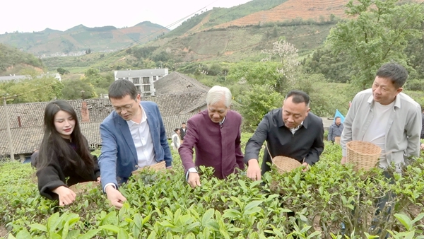 嘉宾在采摘春茶。