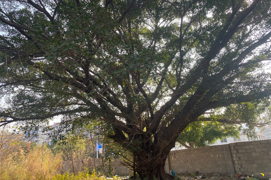 2024年底拍摄的古榕，现场荒草丛生。北投产城集团供图