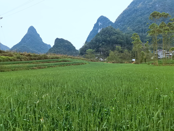 德保县燕峒乡陇力村麦田景象。岑秀杯摄