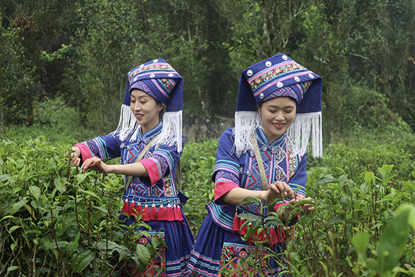 當地群眾採摘姑遼茶。扶綏縣融媒體中心供圖