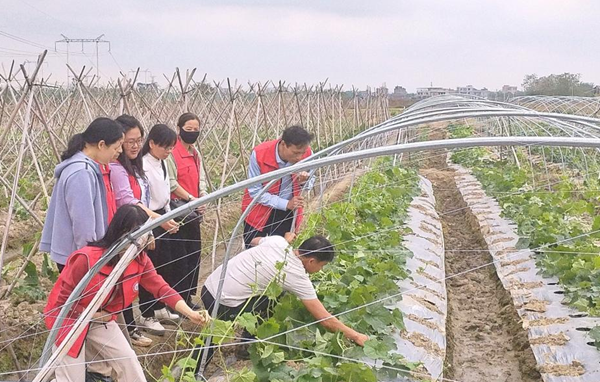 图为广西乡村科技特派员玉州团指导农户种植丝瓜