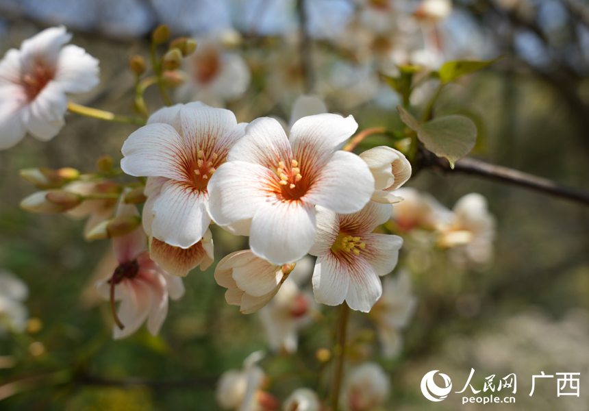 油桐花盛開。人民網記者 王勇攝