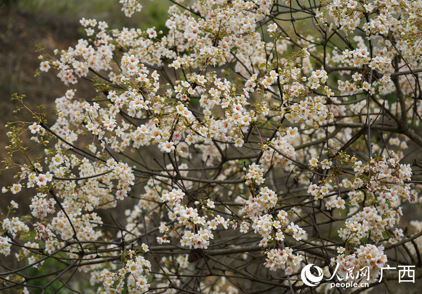 油桐花盛開。人民網記者 王勇攝