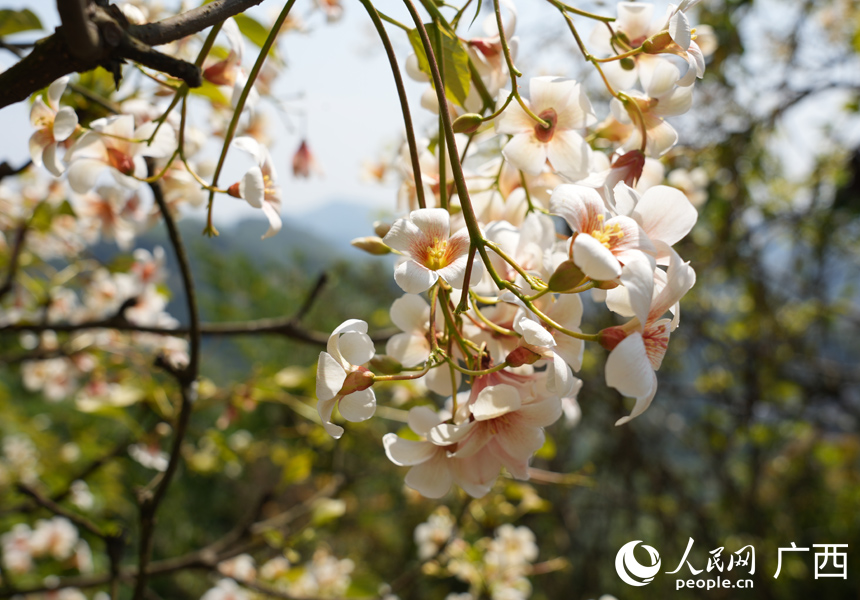 油桐花盛開。人民網記者 王勇攝