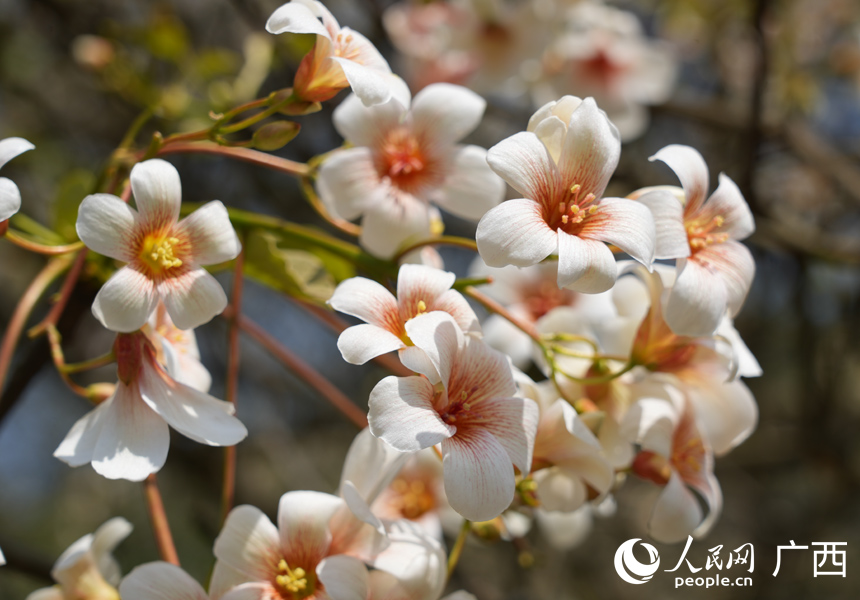 油桐花盛開。人民網記者 王勇攝