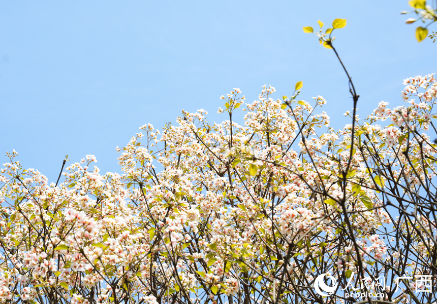 油桐花盛開。人民網記者 王勇攝
