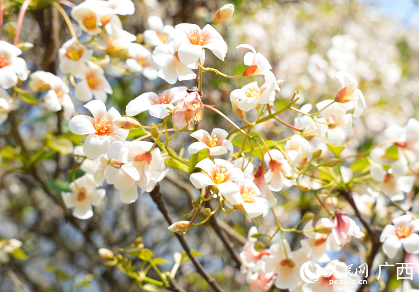 油桐花盛開。人民網記者 王勇攝
