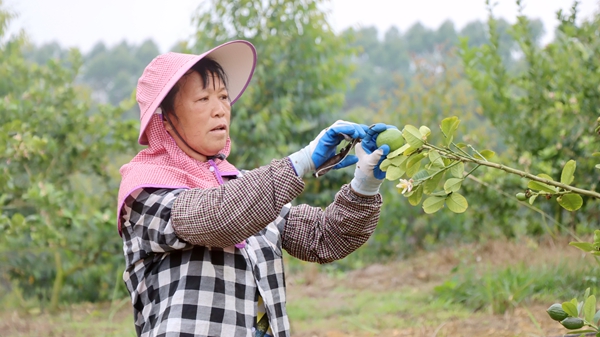 村民正在采收柠檬。岑记华摄