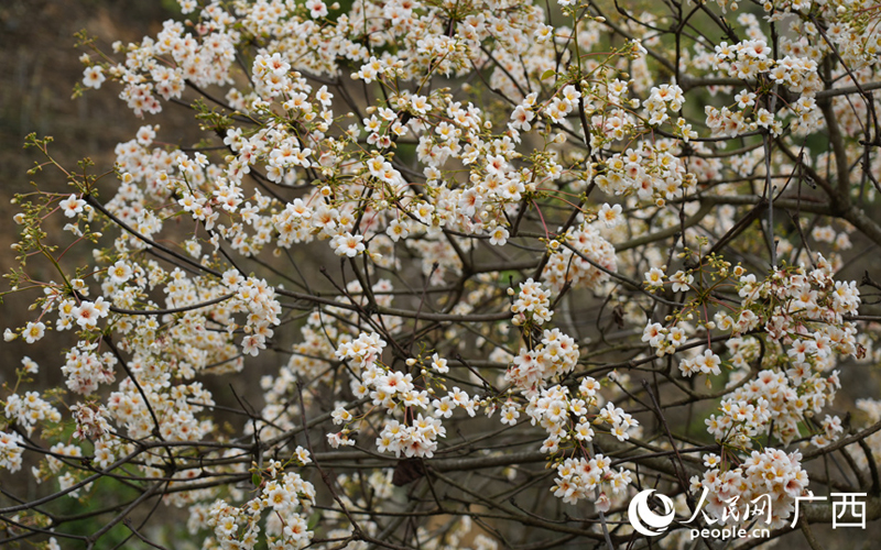 广西西林：万亩油桐花进入盛花期