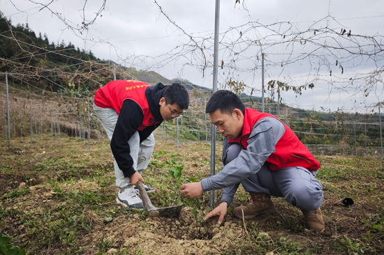 图为驻村工作队在帮助村民种植果苗