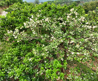 容县24.5万亩柚花盛开