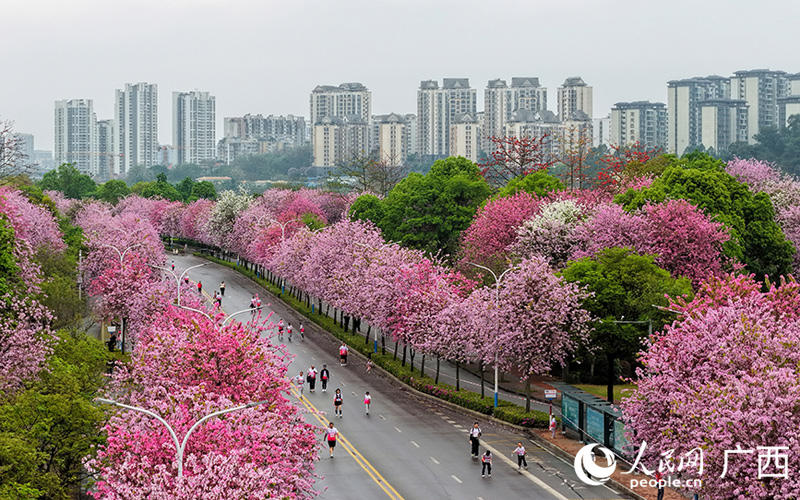柳州市举行首次全民跑活动 1.8万名跑者在紫荆花海中欢乐奔跑
