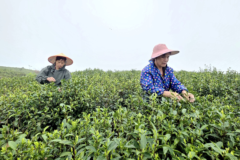 村民正在采摘明前茶。