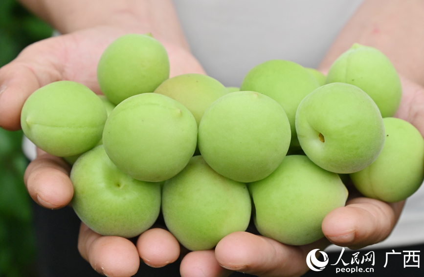 沉甸甸的青梅果。