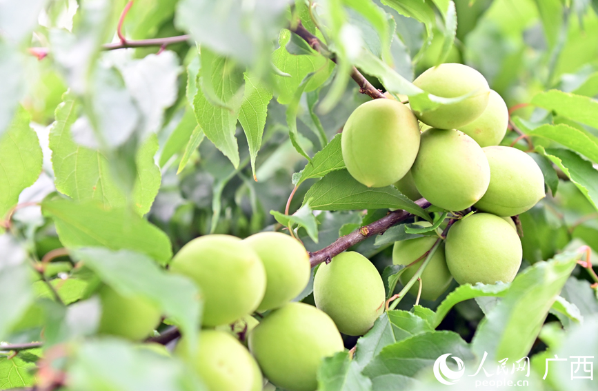 沉甸甸的青梅果挂枝头。