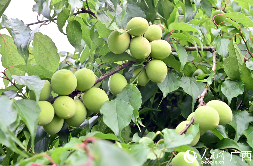 沉甸甸的青梅果挂枝头。