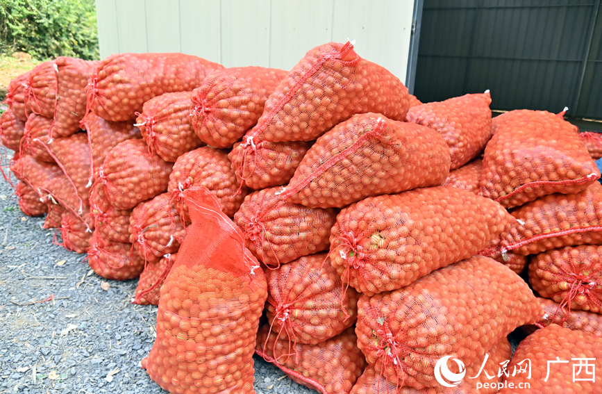 等待装车的青梅果。