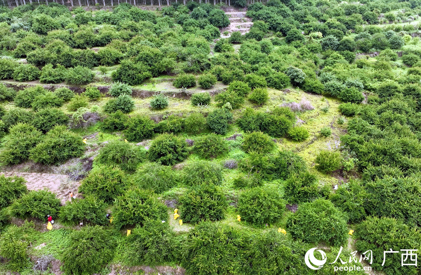 果农穿梭在林间采收青梅果。