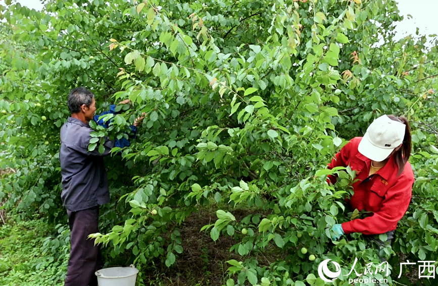 果农在采收青梅果。