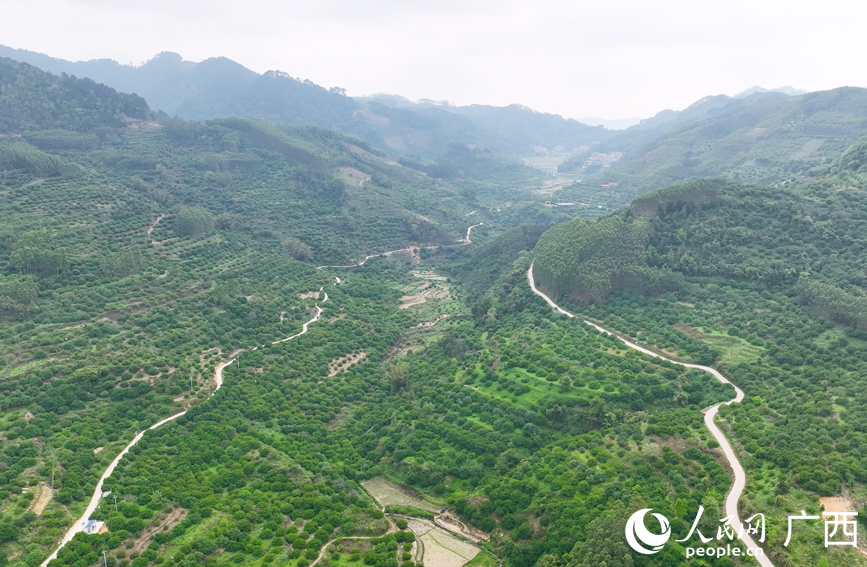 青梅种植基地，漫山遍野的果树郁郁葱葱。