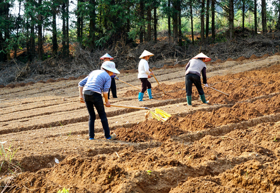 村民们正在抢种生姜