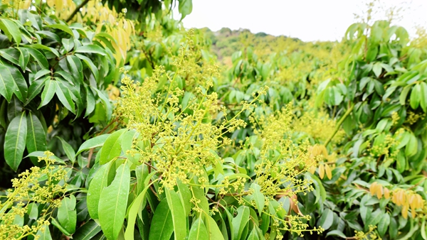 荔枝花开。