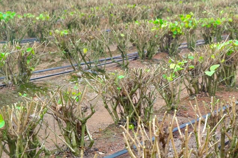 剪枝后的茉莉花。横州市委宣传部供图