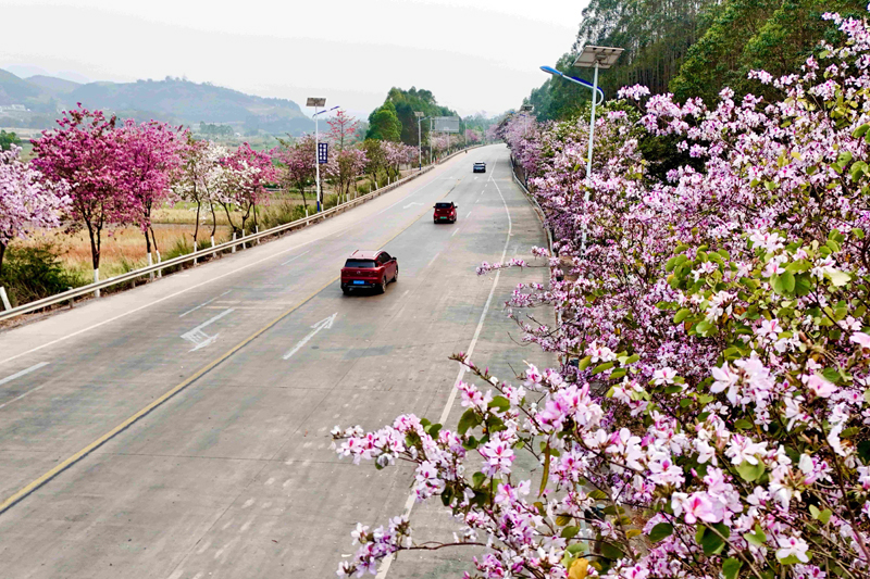 管养路段一路生“花“。陆宣彤摄