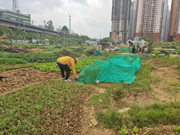 南宁供电段职工正在加固铁路沿线轻飘物。陈龙乾摄