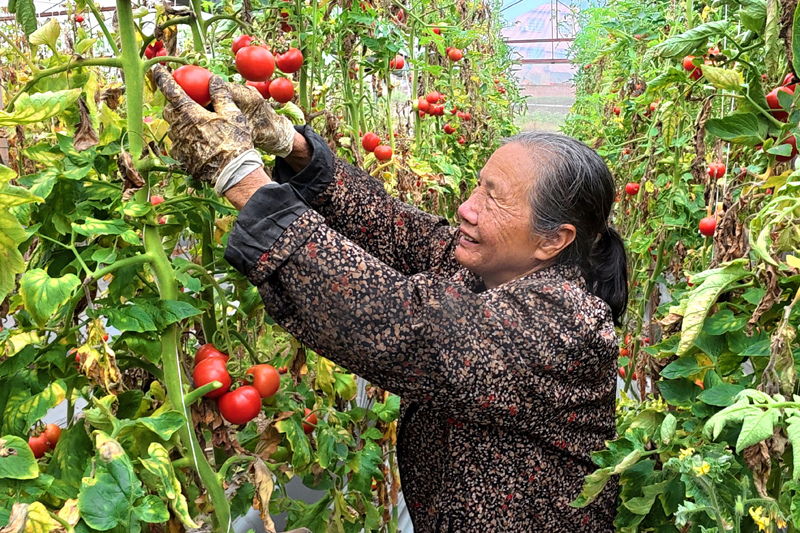 村民在采摘西红柿。