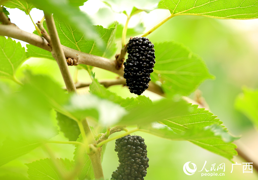 成熟的桑葚。人民网记者 王勇摄