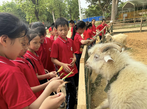 一、二年级的孩子们学习安全投喂小动物。南宁市衡阳路小学供图