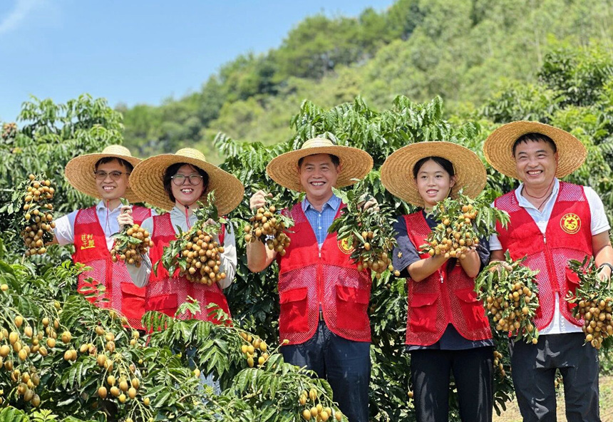 贵妃黄皮喜获丰收
