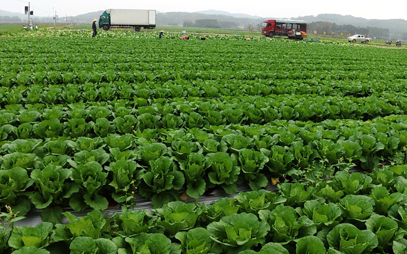 平桂区福稻天下粮食示范区的蔬菜基地一角。
