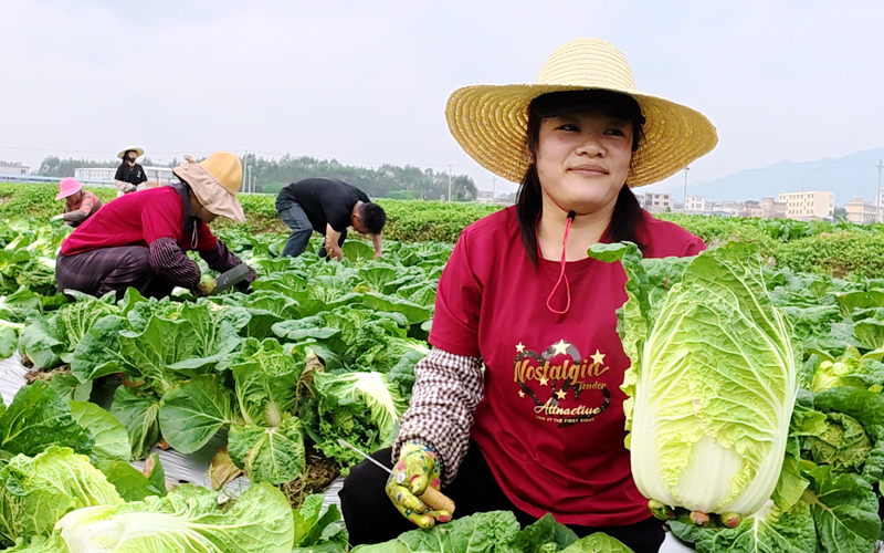 工人采收大白菜。