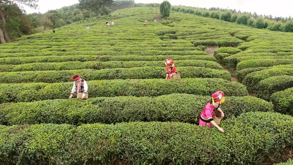 村民采摘春茶。