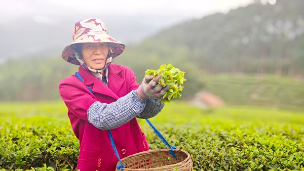 村民采摘春茶。
