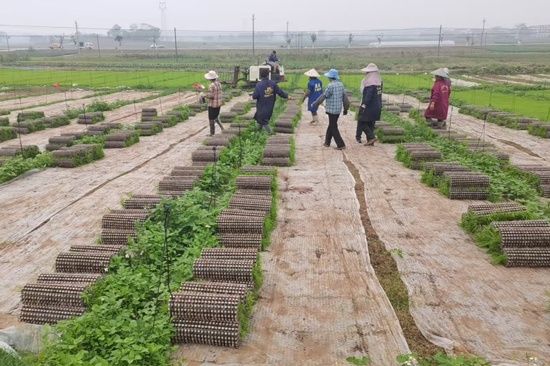 育秧基地秧苗