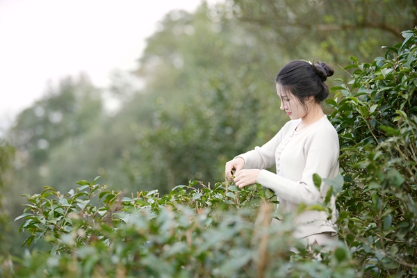 采茶。