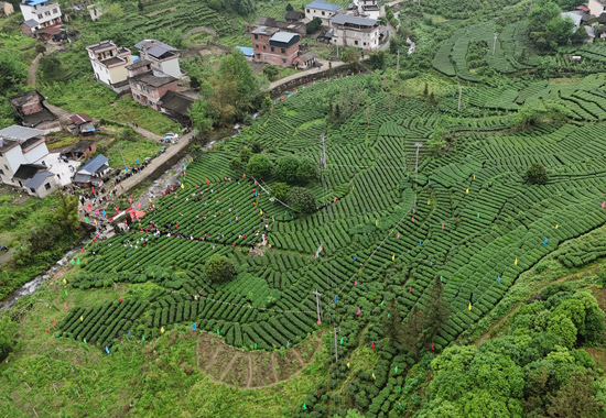 灌阳县黄关镇正江村茶叶示范基地航拍