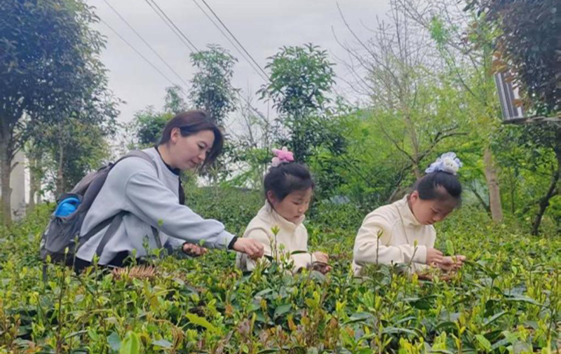 在朵贝茶生态茶园，参与活动的家庭沉浸式体验采茶。安顺市新华书店普定县分公司供图