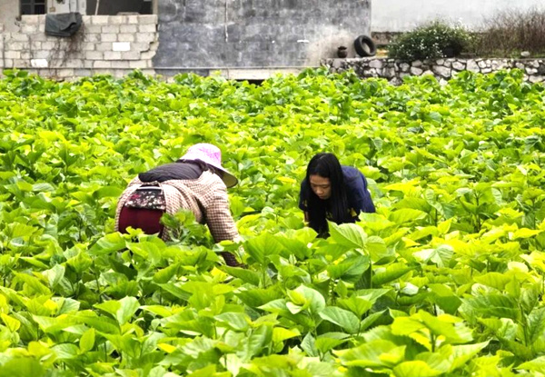 农户采摘桑叶。