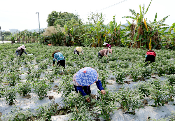 陆川：椒香满田喜丰收 村民增收“辣”劲足  眼下，陆川县平乐镇平乐村大村新社队辣椒种植基地迎来采收旺季。田间地头，一垄垄辣椒植株郁郁葱葱，青翠饱满的果实缀满枝头，村民们穿梭其间，有条不紊地开展采摘、分拣、装筐作业，欢声笑语里满是丰收的喜悦，一派繁忙有序的景象。   据悉，该基地精准筛选种植品种，重点培育樟树港龙福椒、樟树港小青椒、2307菜椒三种优质辣椒。通过搭配种植模式，既丰富了产品供给，也提升了市场适配性，为辣椒产业稳定发展筑牢基础。……[详细]