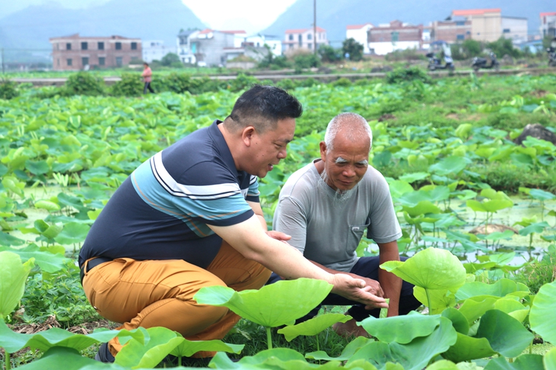农技人员为藕农提供技术指导。姚玮怿摄